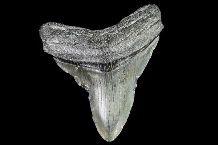 Juvenile Megalodon Tooth - Georgia #111629